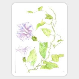 Pale pink Morning Glory Sticker